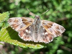 Muschampia floccifera