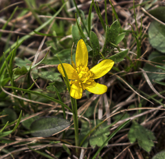 Ranunculus fascicularis