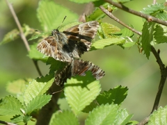 Muschampia floccifera