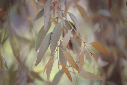 grey mistletoe