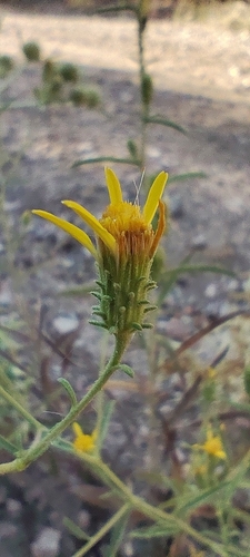 Jasonia tuberosa
