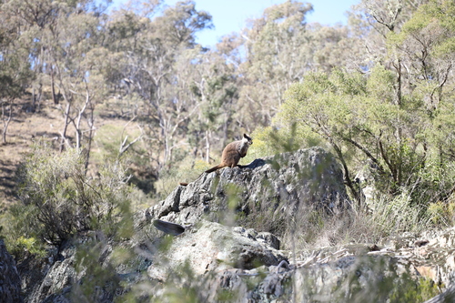 Brush-tailed Rock Wallaby