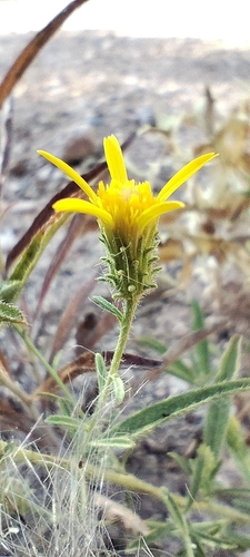 Jasonia tuberosa, photograph 2
