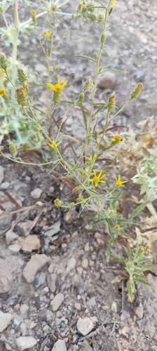 Jasonia tuberosa, photograph 3