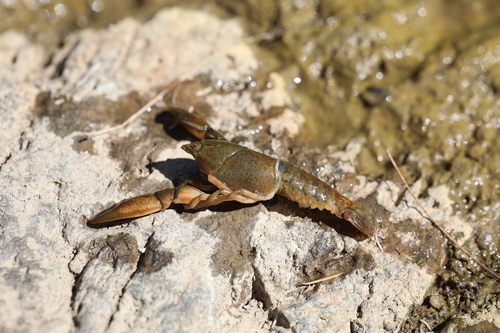 Common Yabby