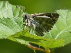 Muschampia floccifera
