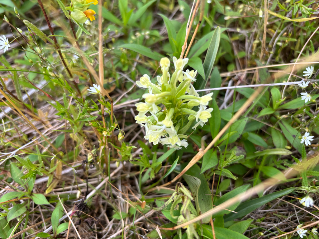 Platanthera lacera; photograph (c) Alex Day, some rights reserved (CC BY)