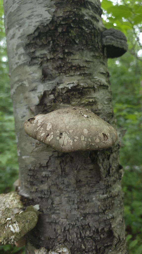 birch polypore · August 2026 · photo: Photo: (c) Sabrina Friesen, some rights reserved (CC BY) · iNaturalist