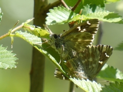 Muschampia floccifera