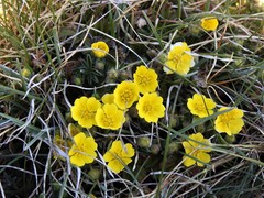 Potentilla rigoana