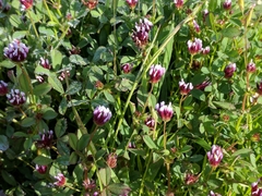 Trifolium variegatum