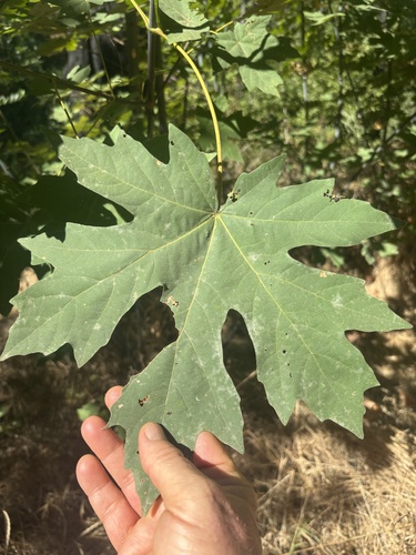 Bigleaf Maple seen in Sonoma Valley