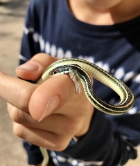 Thamnophis proximus