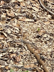 Masticophis flagellum