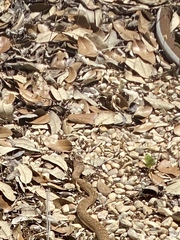 Masticophis flagellum