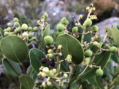 Olea capensis capensis