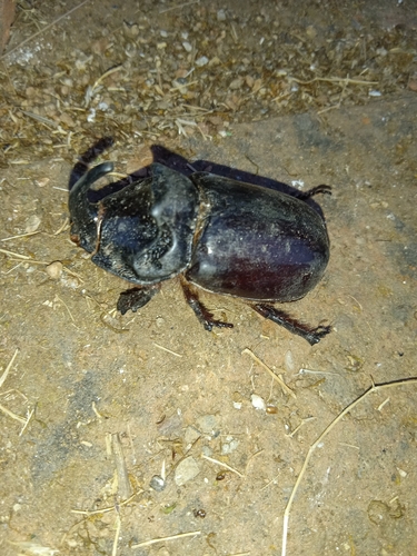 Iberian rhinoceros beetle