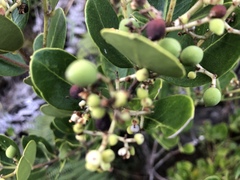 Olea capensis capensis