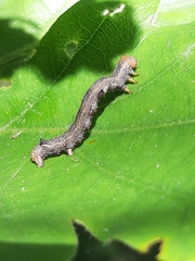 Erannis defoliaria