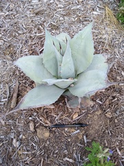 Agave ovatifolia