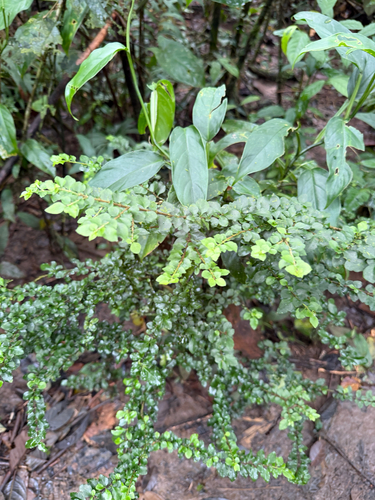 Malpighia coccigera observed 2026-08-05