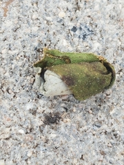 Pterocolus ovatus