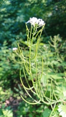 Alliaria petiolata