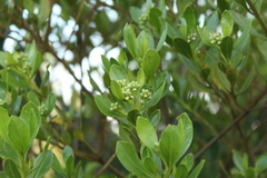 Baccharis macrantha