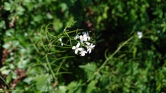 Alliaria petiolata