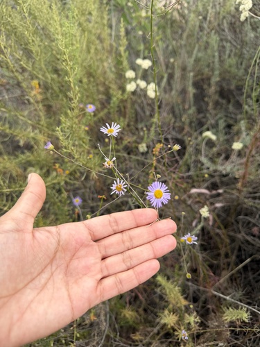 Erigeron foliosus