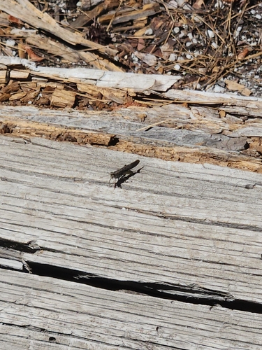 iNaturalist observation photo of Crackling Forest Grasshopper