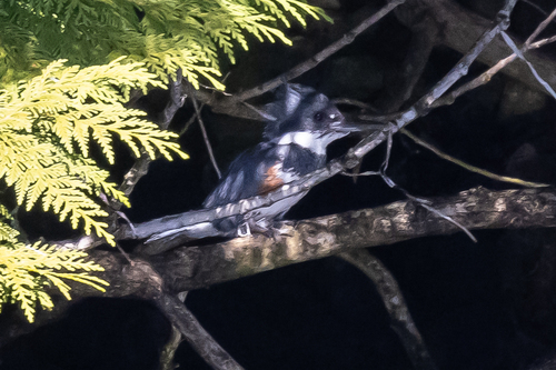 Belted Kingfisher