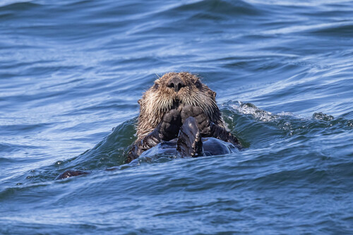 Northern Sea Otter