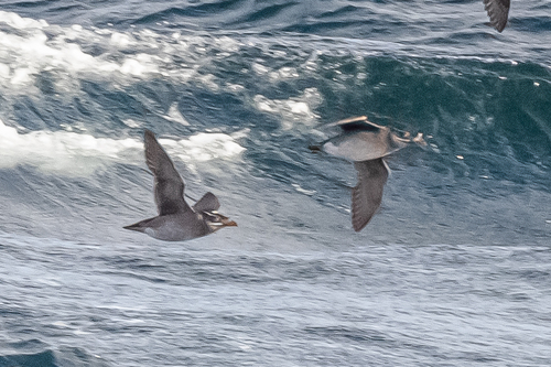 Rhinoceros Auklet