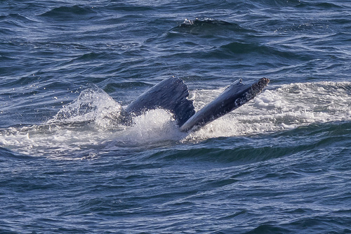 North Pacific Humpback Whale