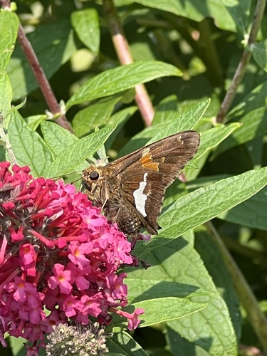 Silver-spotted Skipper