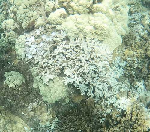 Porites compressa observed 2026-07-18