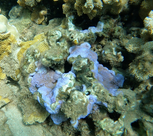 Montipora flabellata observed 2026-07-18