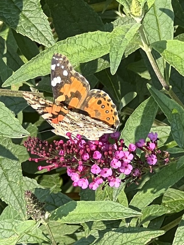 Painted Lady