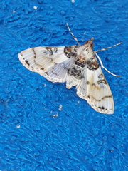 Azochis rufidiscalis