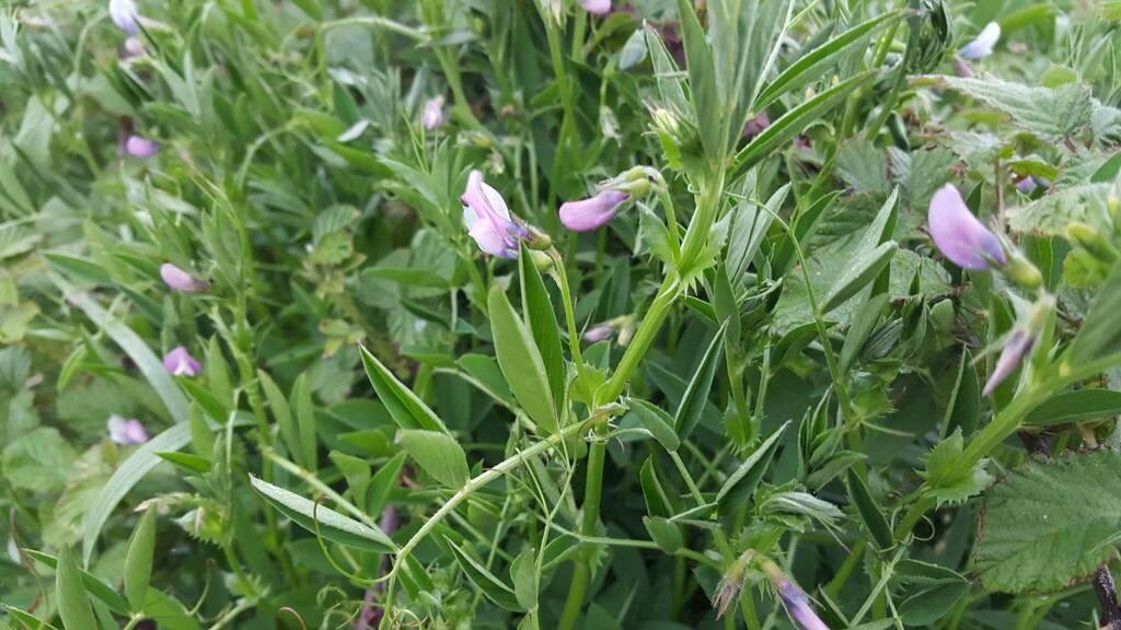 Vicia bithynica; photograph (c) Barry Stewart, some rights reserved (CC BY)