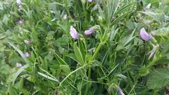Vicia bithynica