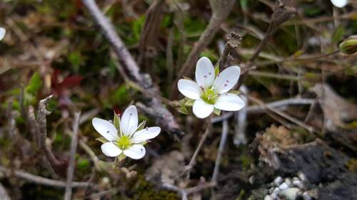 Sabulina verna, photograph 6