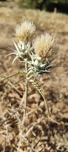 Cynara baetica, photograph 1