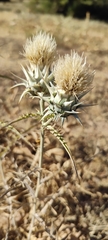 Cynara baetica