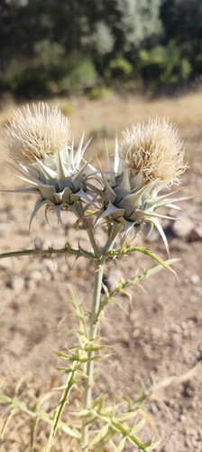 Cynara baetica, photograph 2