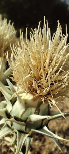 Cynara baetica, photograph 3