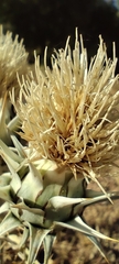 Cynara baetica, photograph (c) Santiago Martín-Bravo, some rights reserved (CC BY)