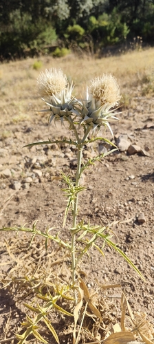 Cynara baetica, photograph 4