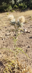 Cynara baetica, photograph (c) Santiago Martín-Bravo, some rights reserved (CC BY)